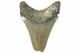 Serrated, Fossil Megalodon Tooth - North Carolina #295096-1